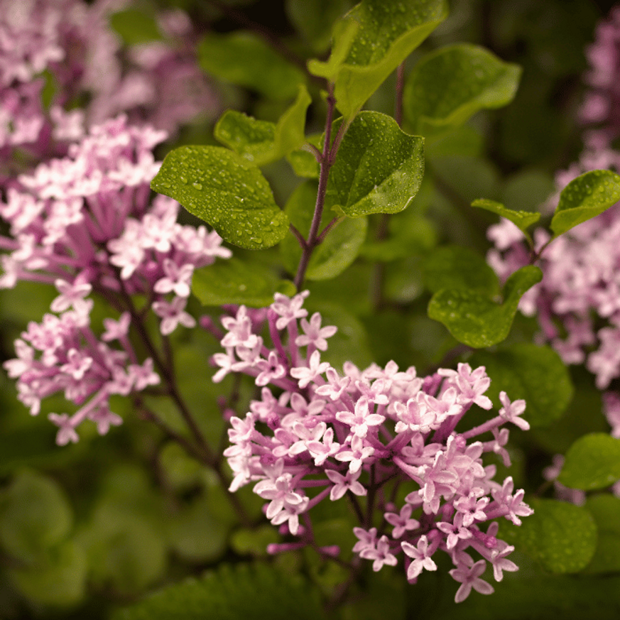 Syringa meyeri Palibin MT60 - Törpe orgona fa