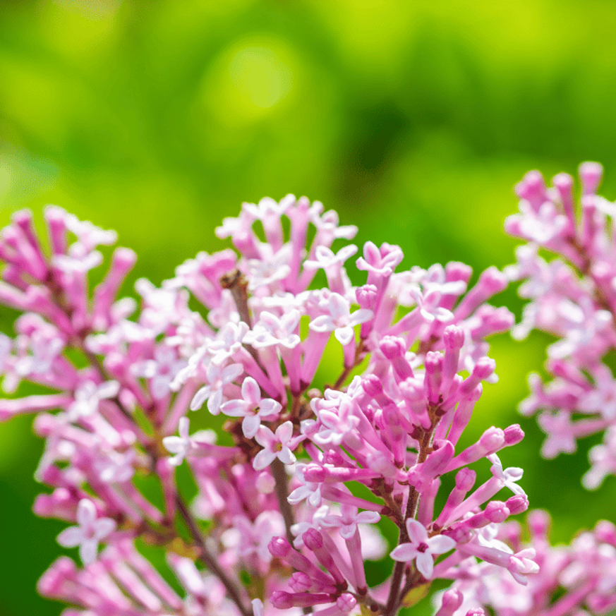 Syringa meyeri Palibin MT60 - Törpe orgona fa