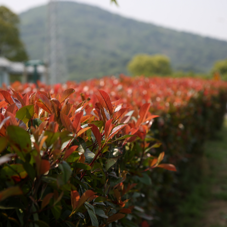 Photinia x fraserii Red Robin CS9 - Korallberkenye konténeres
