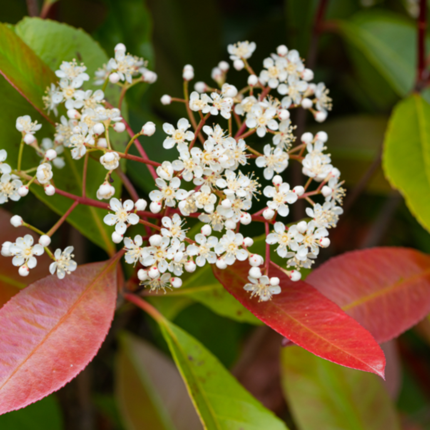 Photinia x fraserii Red Robin CS9 - Korallberkenye konténeres