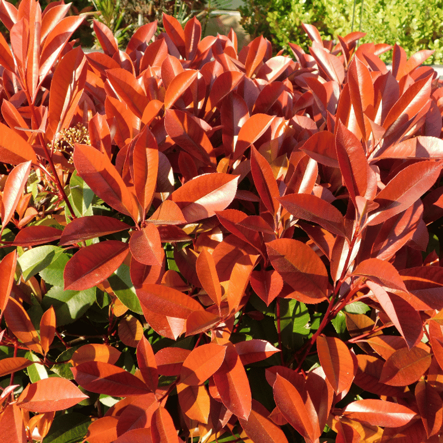 Photinia x fraserii Little Red Robin - Törpe korallberkenye