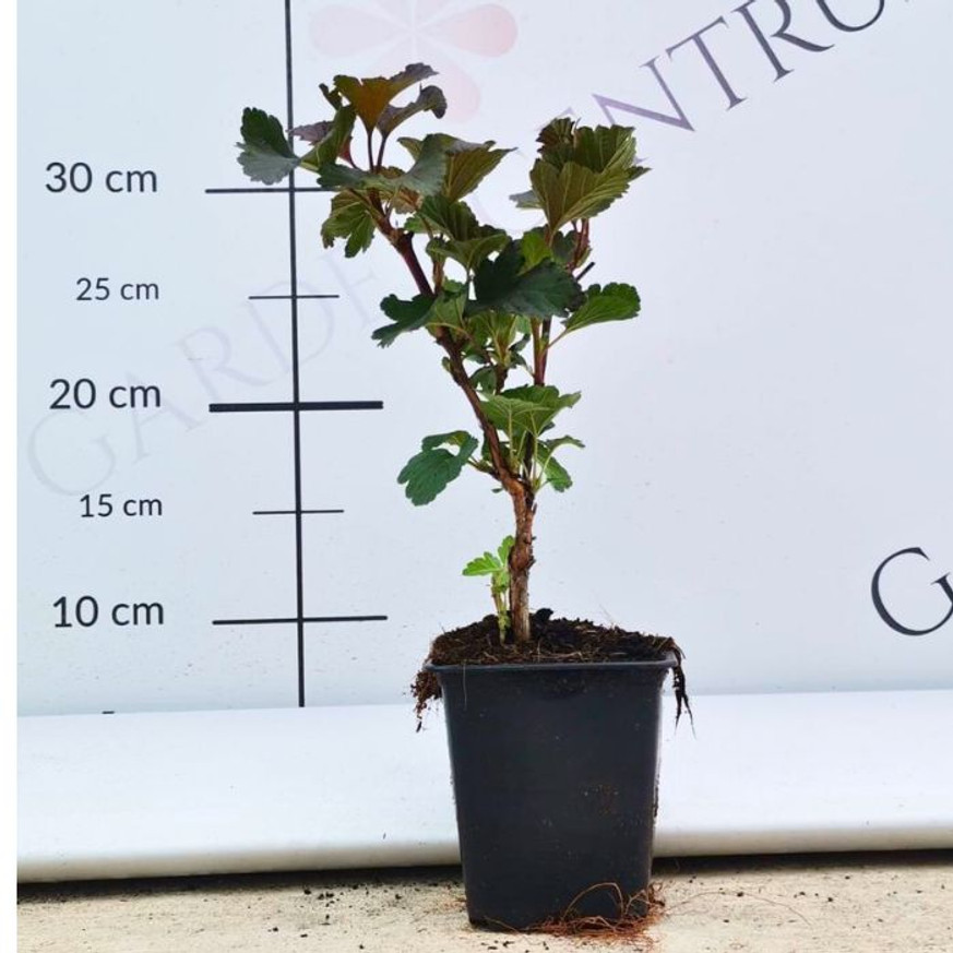 Physocarpus opulifolius Diabolo CS9 - Bordó hólyagvessző