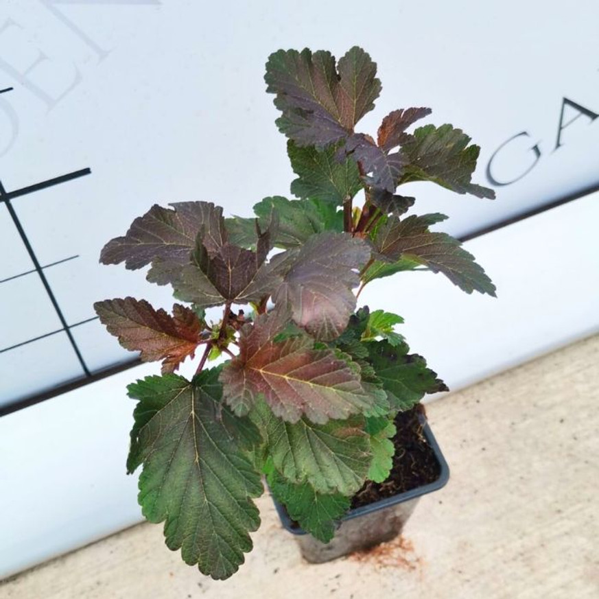 Physocarpus opulifolius Diabolo CS9 - Bordó hólyagvessző