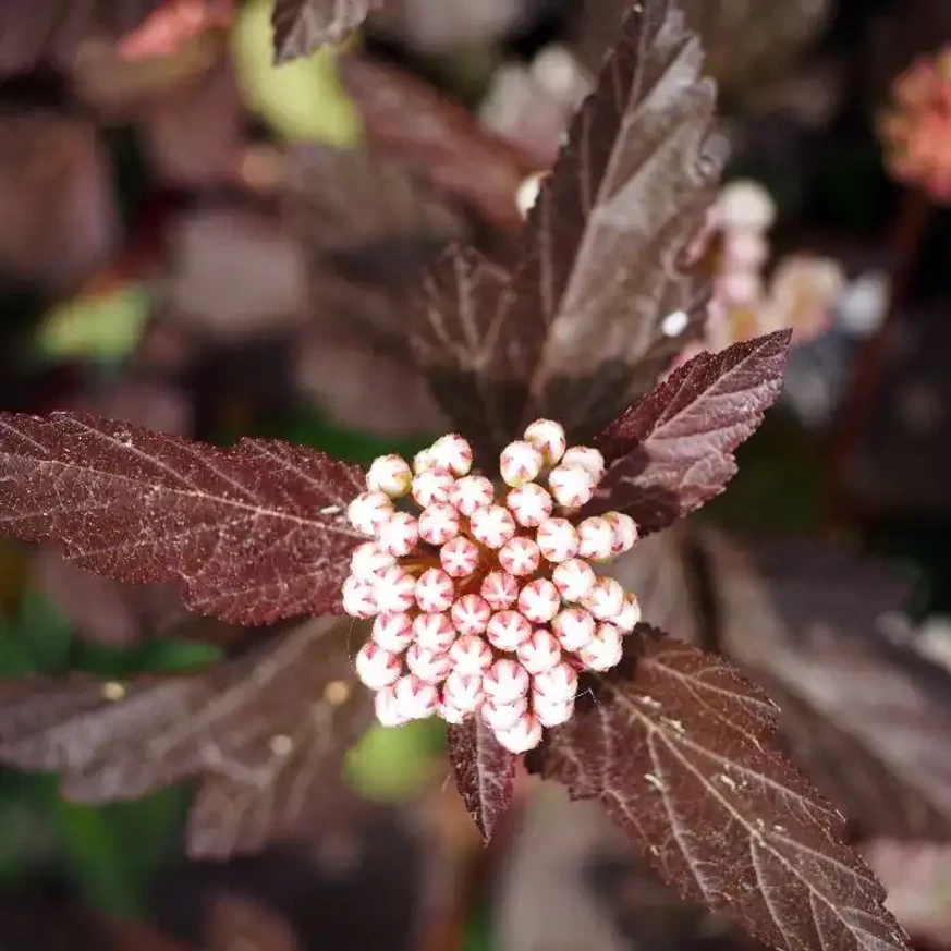 Physocarpus opulifolius Diabolo K5 - Bordó hólyagvessző Physocarpus opulifolius Diabolo K5 - Bordó hólyagvessző