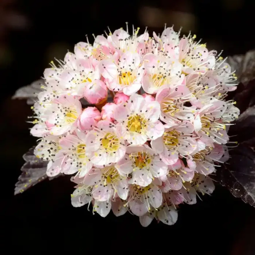 Physocarpus opulifolius Diabolo K5 - Bordó hólyagvessző Physocarpus opulifolius Diabolo K5 - Bordó hólyagvessző