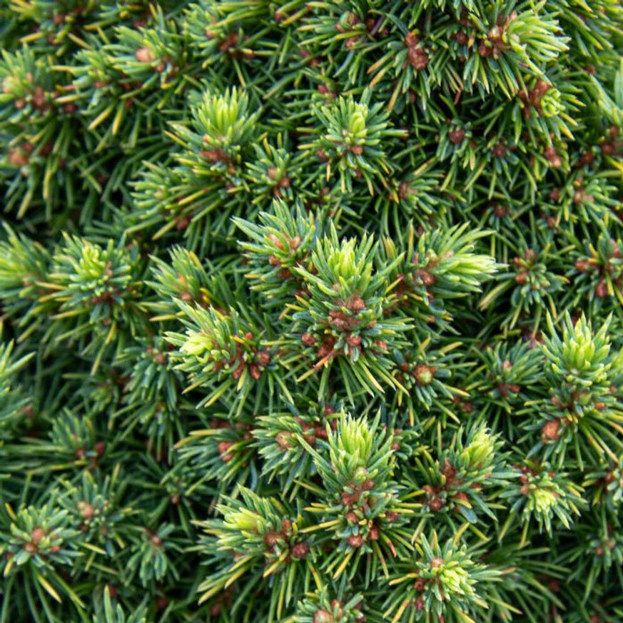 Picea glauca Alberta Globe K2 - Törpe gömb cukorsüvegfenyő Picea glauca Alberta Globe K2 - Törpe gömb cukorsüvegfenyő