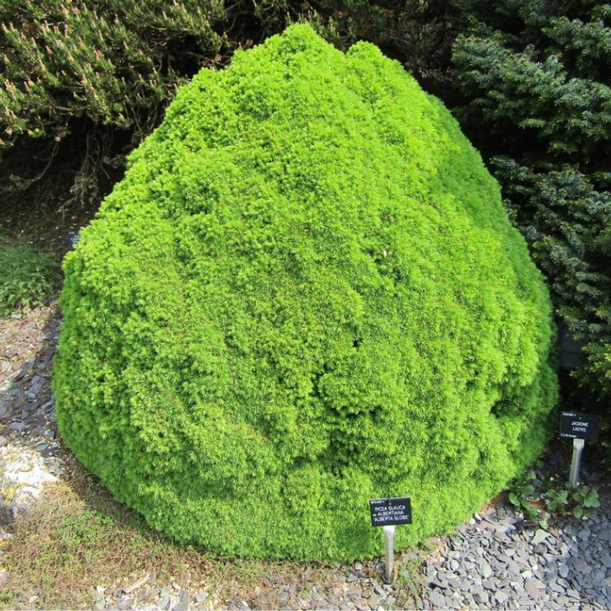 Picea glauca Alberta Globe K2 - Törpe gömb cukorsüvegfenyő Picea glauca Alberta Globe K2 - Törpe gömb cukorsüvegfenyő