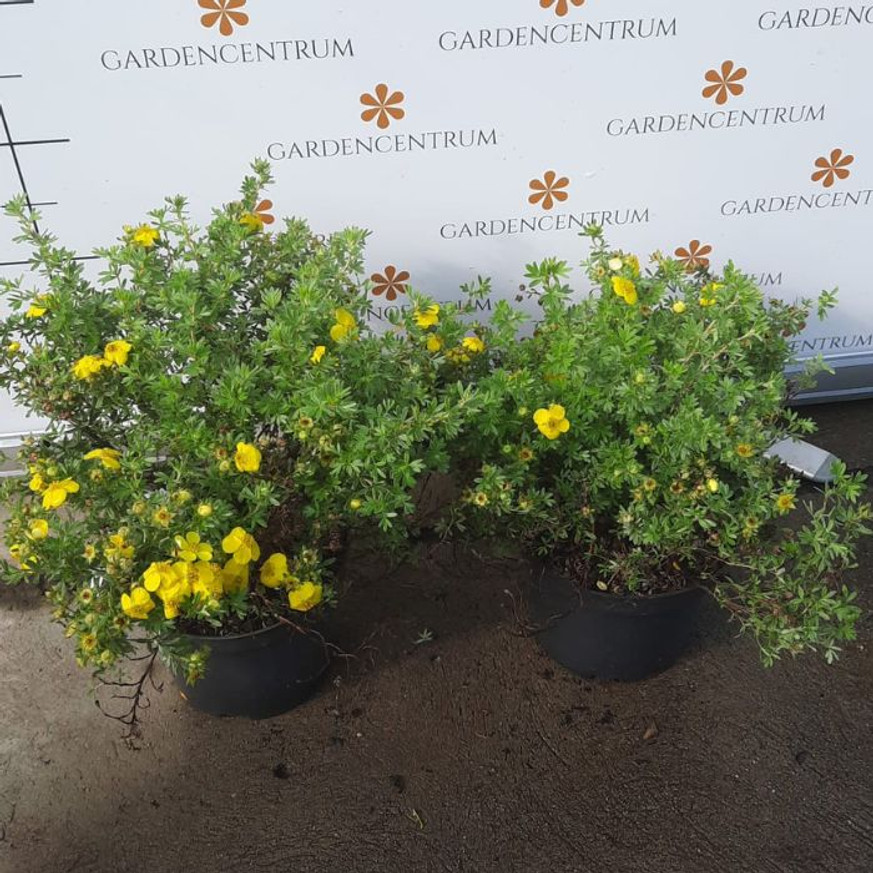 Potentilla fruticosa - Sárga cserjés pimpó