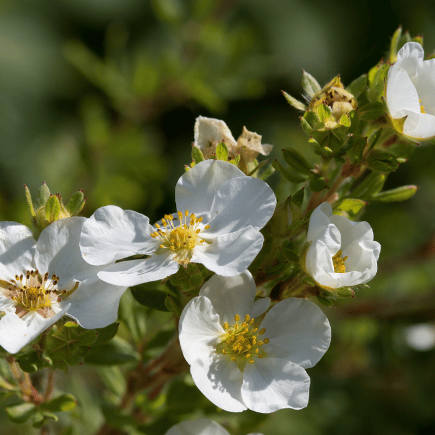 Potentilla fruticosa - Fehér cserjés pimpó