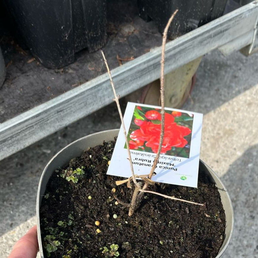 Punica granatum Maxima Rubra K2 - Piros virágú díszgránátalma Punica granatum Maxima Rubra K2 - Piros virágú díszgránátalma