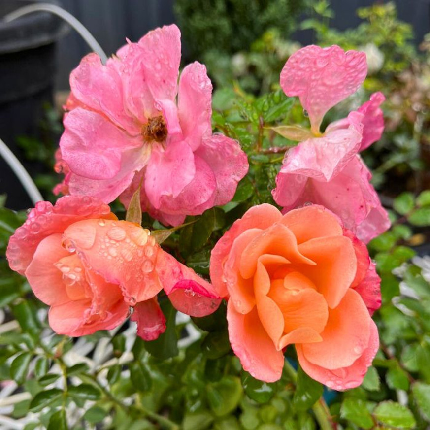 Rosa Cubana CS15 - Talajtakaró rózsa
