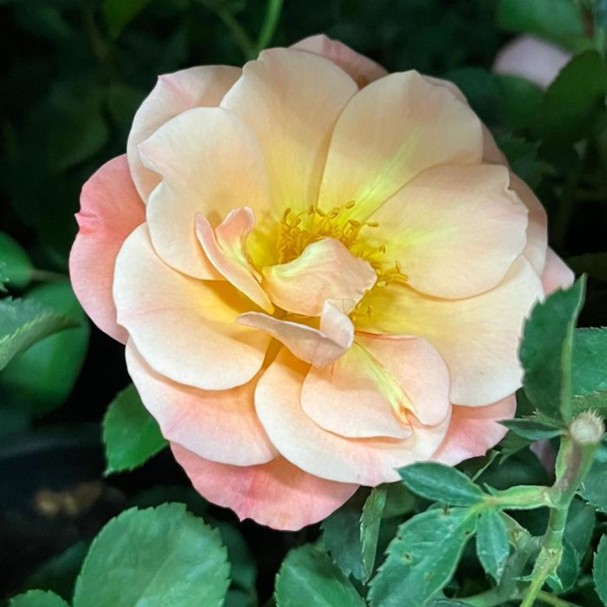 Rosa Cubana CS15 - Talajtakaró rózsa