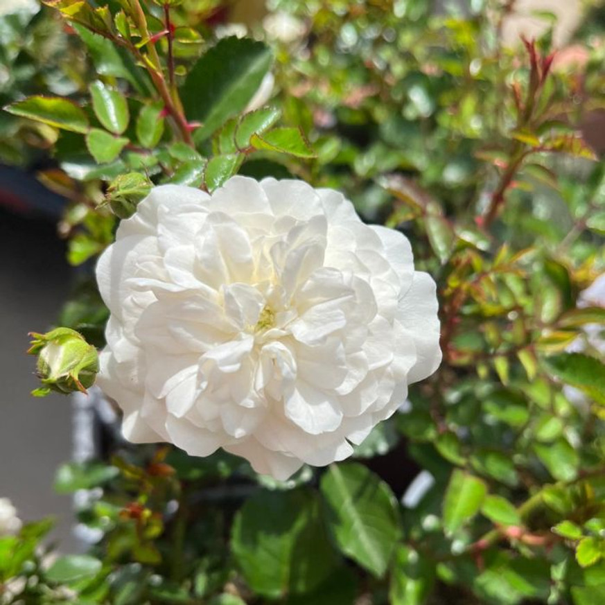 Rosa Sea Foam - Fehér talajtakaró rózsa
