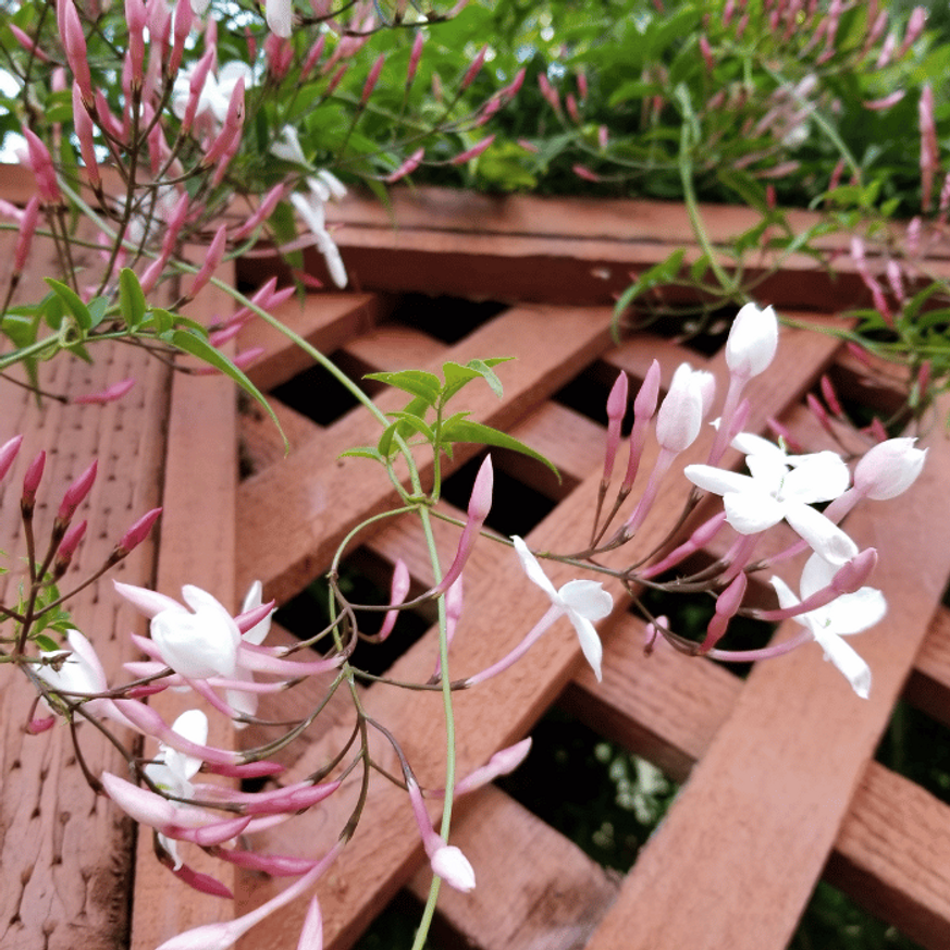 Jasminum stephanense - Illatos jázmin Jasminum stephanense - Illatos jázmin