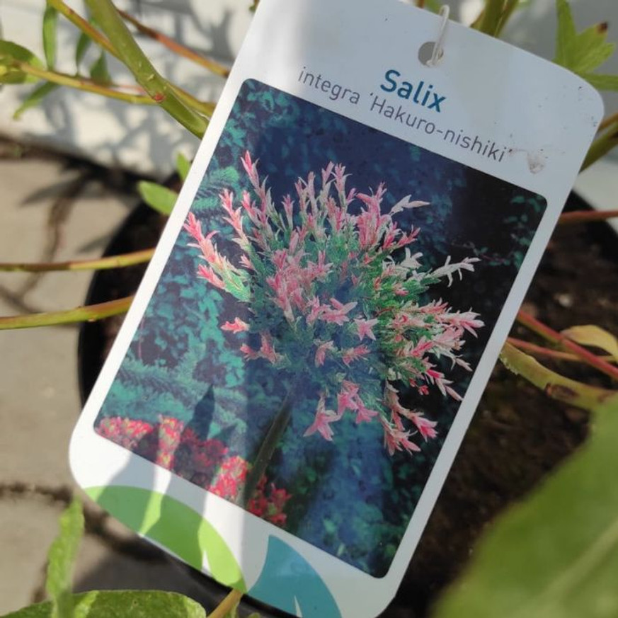 Salix integra Hakuro-Nishiki K2 - Tarka japánfűz Salix integra Hakuro-Nishiki K2 - Tarka japánfűz