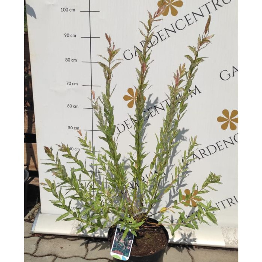 Salix integra Hakuro-Nishiki K2 - Tarka japánfűz Salix integra Hakuro-Nishiki K2 - Tarka japánfűz