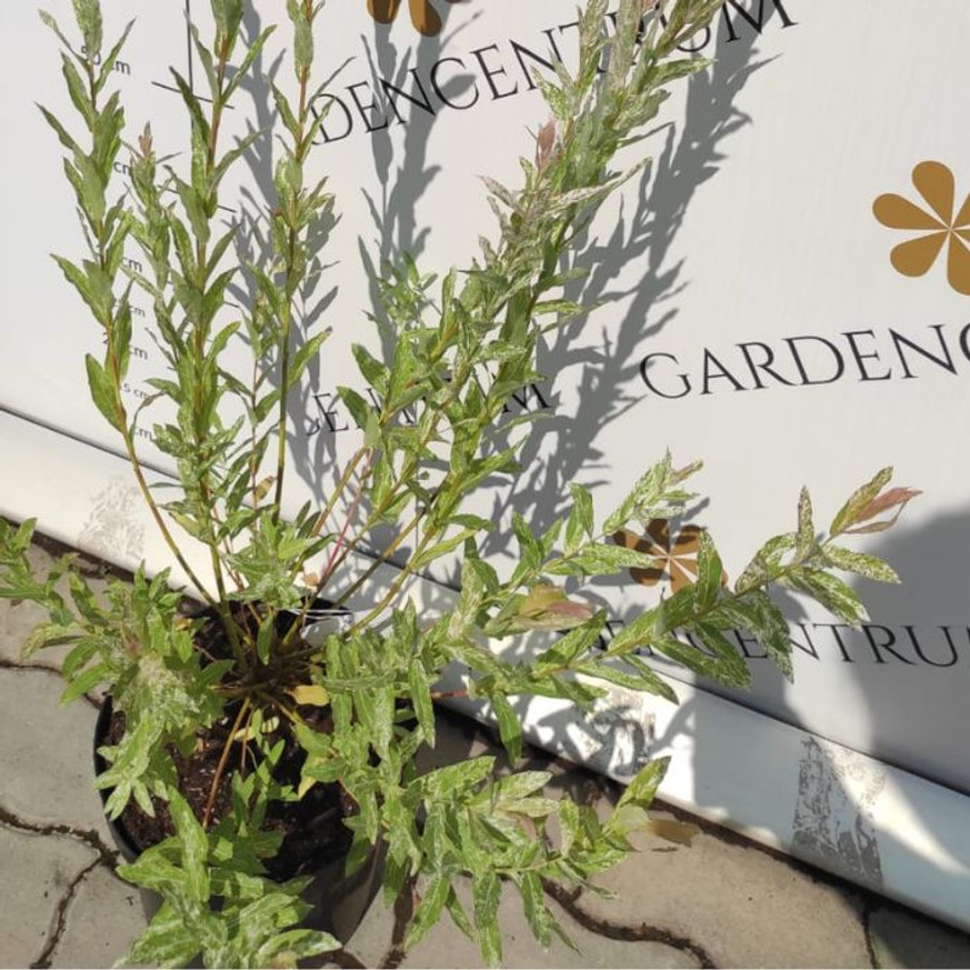 Salix integra Hakuro-Nishiki K2 - Tarka japánfűz Salix integra Hakuro-Nishiki K2 - Tarka japánfűz