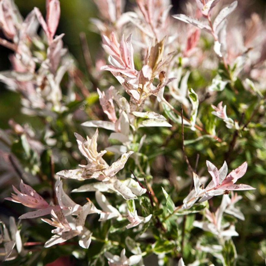Salix integra Hakuro-Nishiki K2 - Tarka japánfűz Salix integra Hakuro-Nishiki K2 - Tarka japánfűz