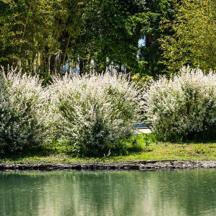 Salix integra Hakuro-Nishiki K2 - Tarka japánfűz Salix integra Hakuro-Nishiki K2 - Tarka japánfűz