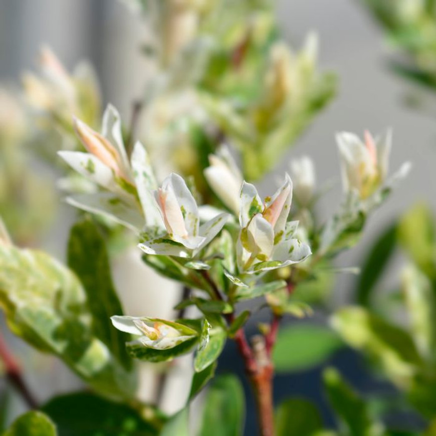 Salix integra Hakuro-Nishiki K2 - Tarka japánfűz Salix integra Hakuro-Nishiki K2 - Tarka japánfűz
