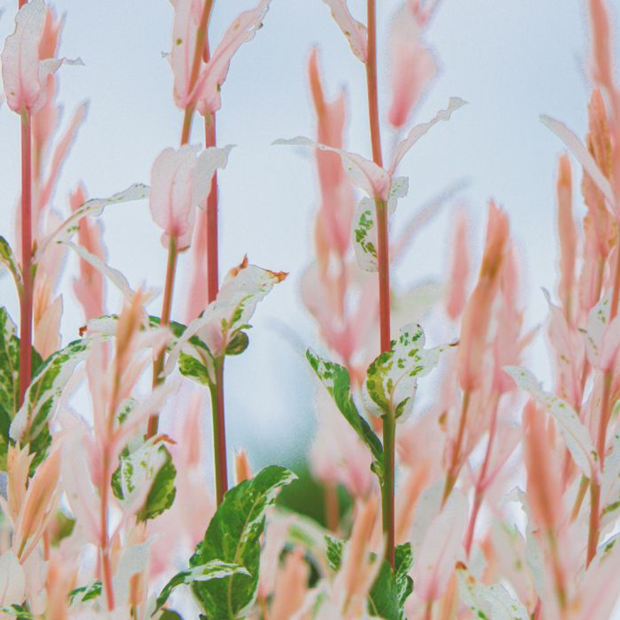 Salix integra Hakuro-Nishiki K2 - Tarka japánfűz Salix integra Hakuro-Nishiki K2 - Tarka japánfűz