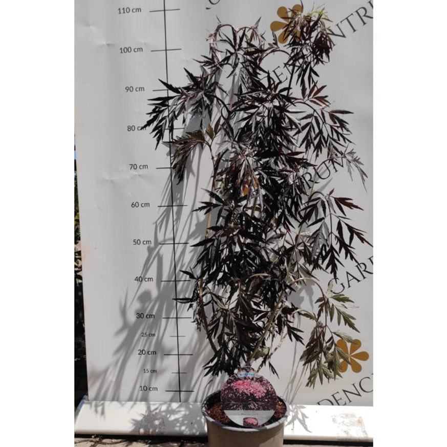 Sambucus nigra Black Lace K2 - Bordó díszbodza