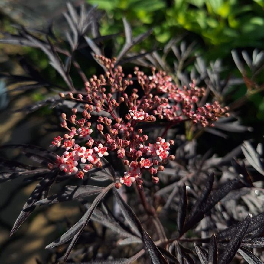 Sambucus nigra Black Lace K2 - Bordó díszbodza