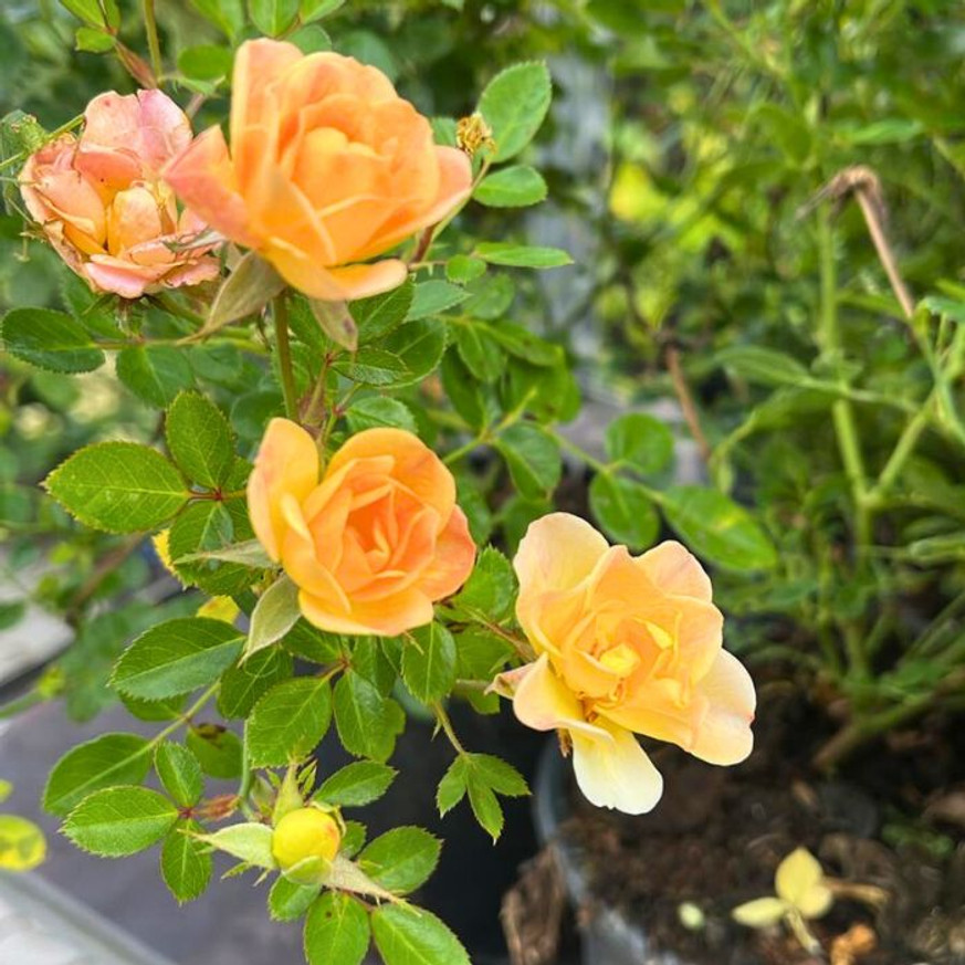 Rosa sp - Sárga talajtakaró rózsa Rosa sp - Sárga talajtakaró rózsa