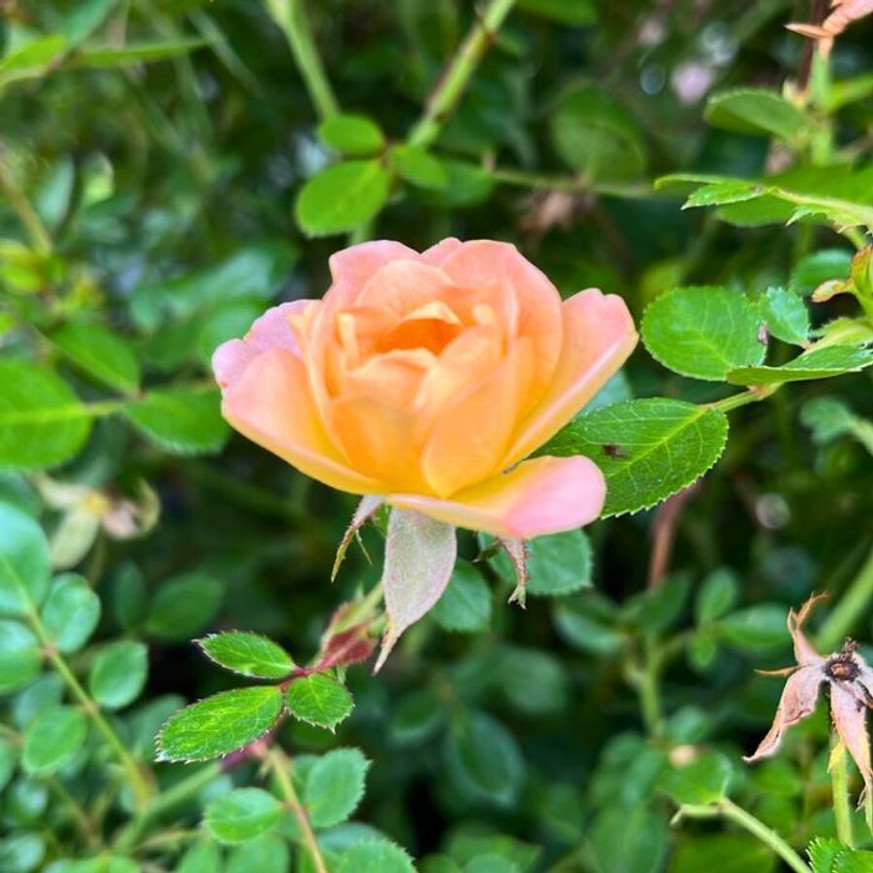 Rosa sp - Sárga talajtakaró rózsa Rosa sp - Sárga talajtakaró rózsa
