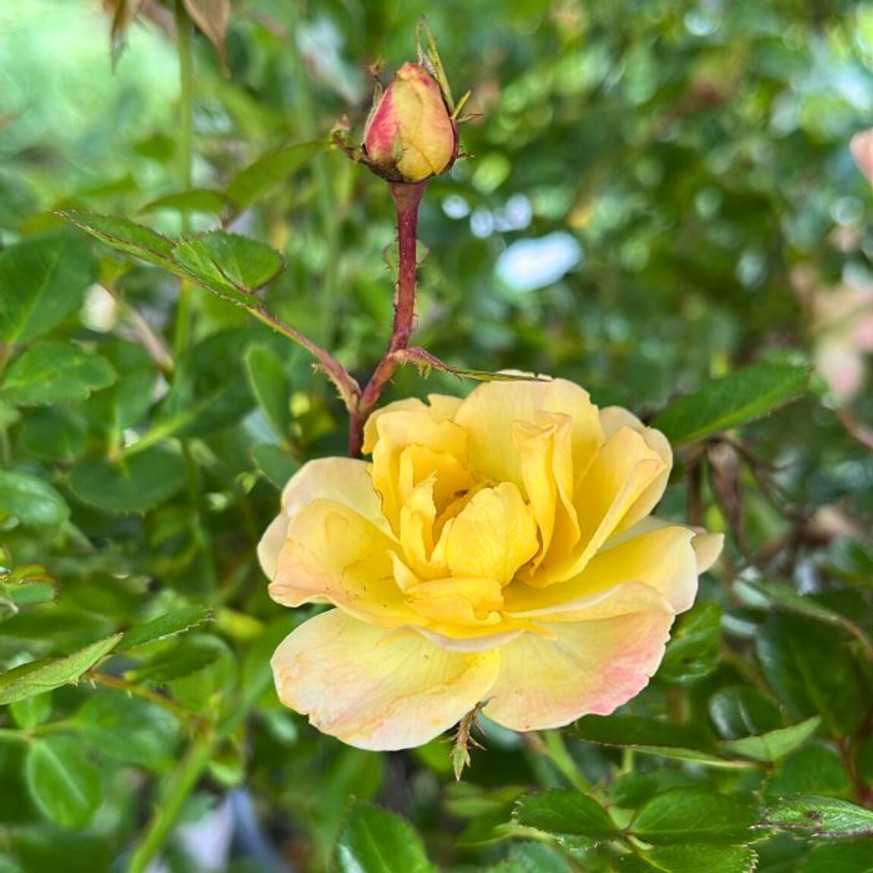 Rosa sp - Sárga talajtakaró rózsa Rosa sp - Sárga talajtakaró rózsa