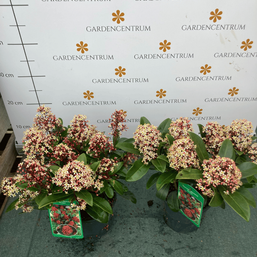 Skimmia japonica Rubella - Dérbabér