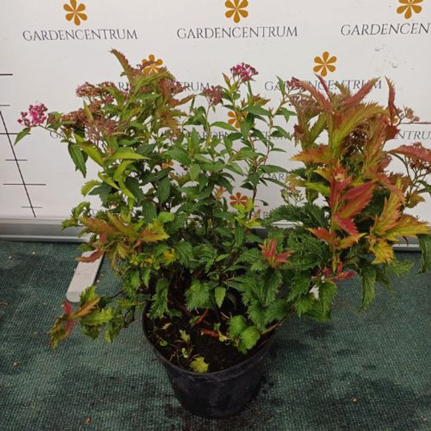 Spiraea japonica Crispa K2 - Fodros levelű törpe gyöngyvessző Spiraea japonica Crispa K2 - Fodros levelű törpe gyöngyvessző