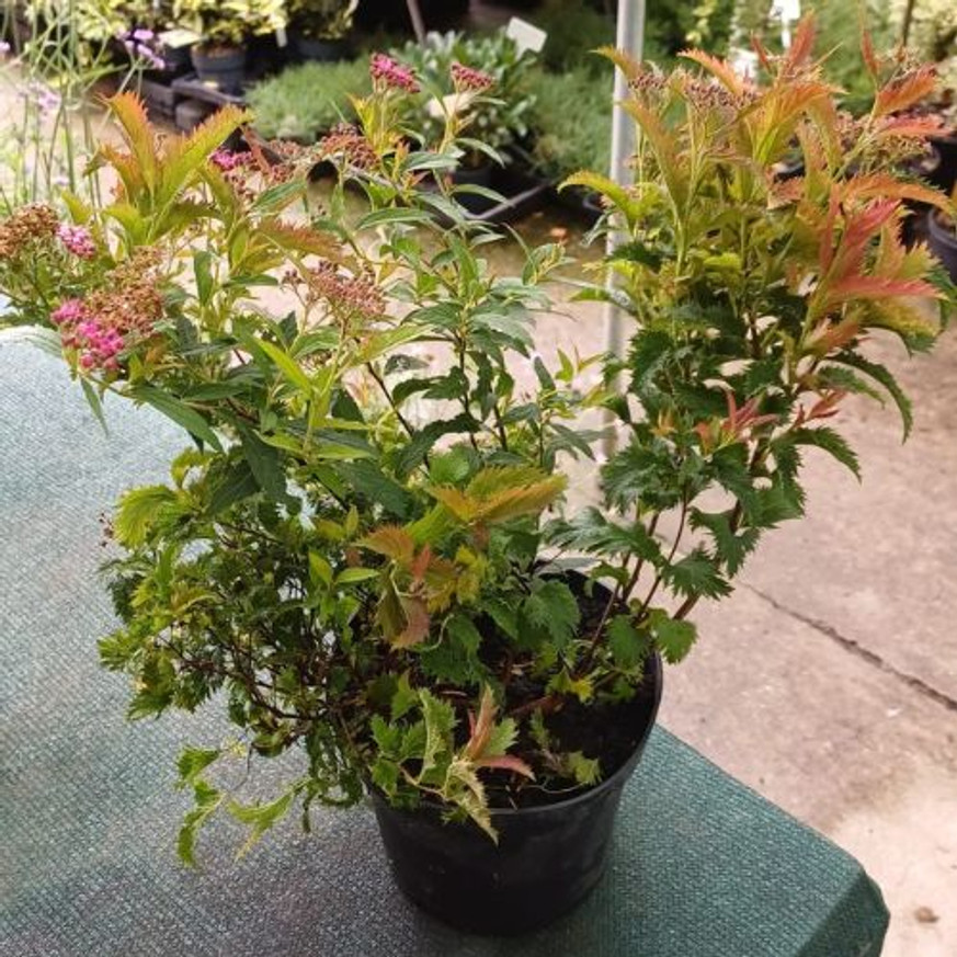 Spiraea japonica Crispa K2 - Fodros levelű törpe gyöngyvessző Spiraea japonica Crispa K2 - Fodros levelű törpe gyöngyvessző