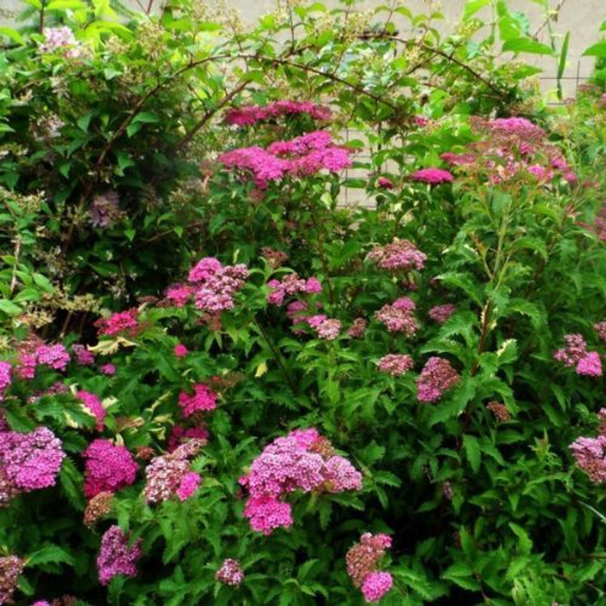 Spiraea japonica Crispa K2 - Fodros levelű törpe gyöngyvessző Spiraea japonica Crispa K2 - Fodros levelű törpe gyöngyvessző