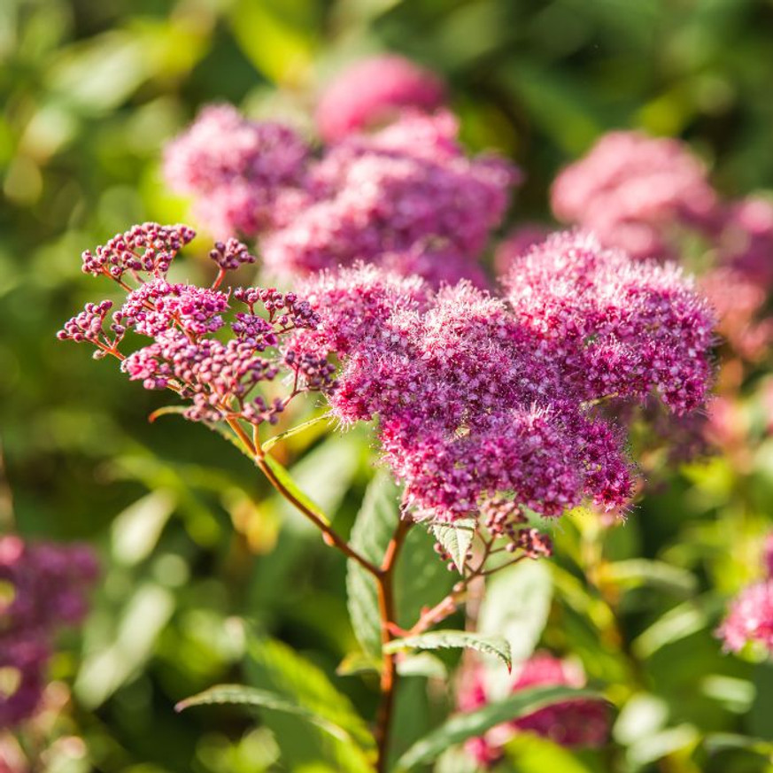 Spiraea japonica Goldflame K2 - Japán gyöngyvessző Spiraea japonica Goldflame K2 - Japán gyöngyvessző