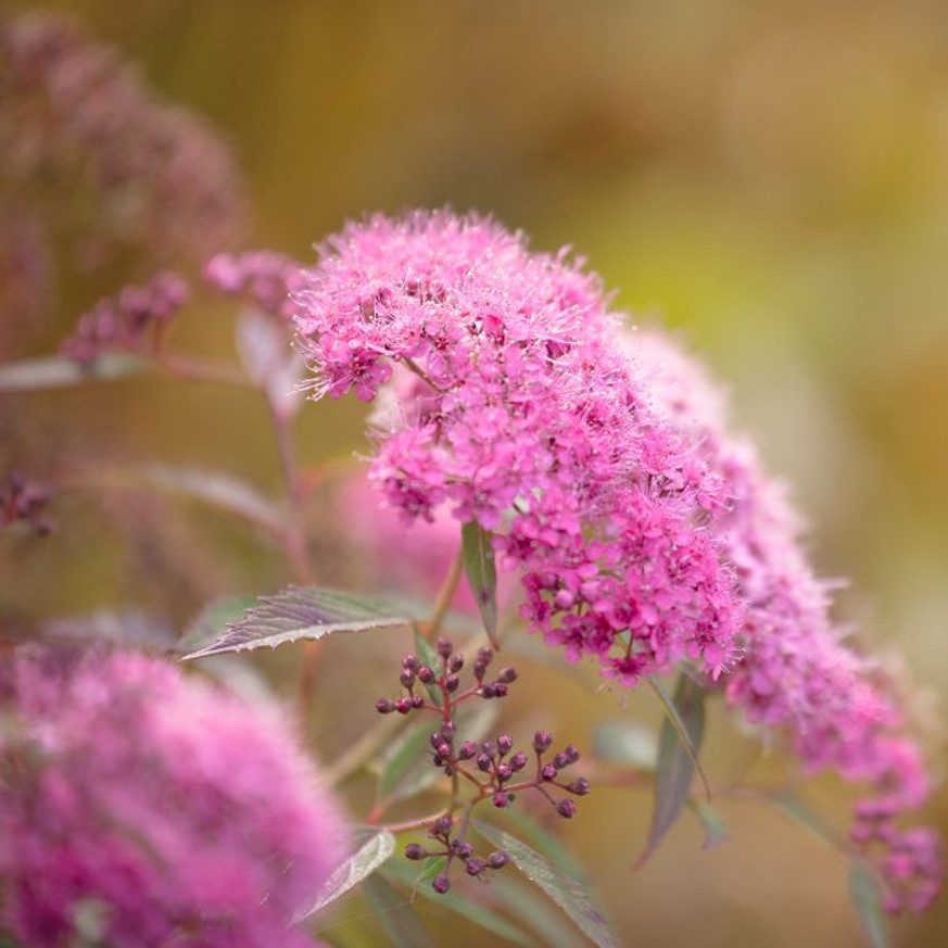 Spiraea japonica Shirobana CS9 - Japán gyöngyvessző