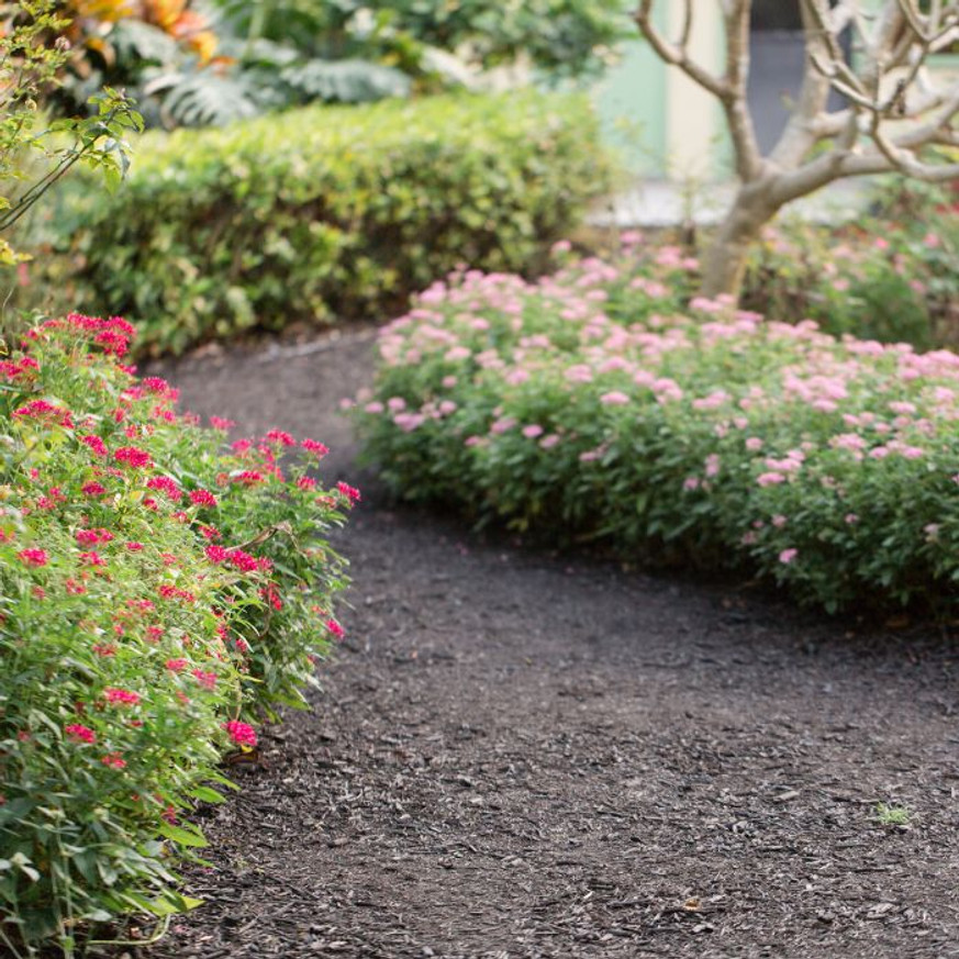 Spiraea japonica Shirobana CS9 - Japán gyöngyvessző