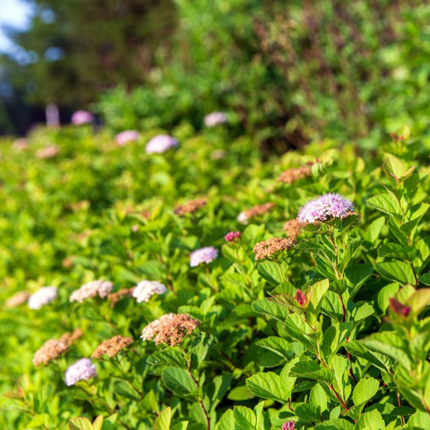 Spiraea japonica Shirobana CS9 - Japán gyöngyvessző