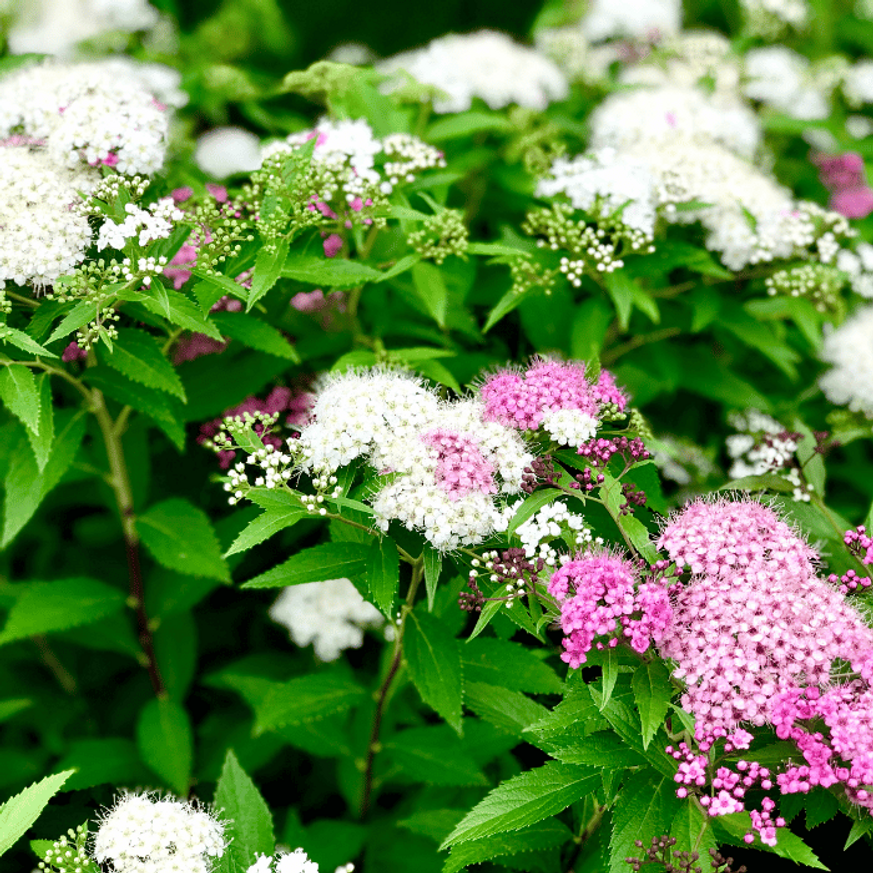 Spiraea japonica Shirobana K2 - Japán gyöngyvessző