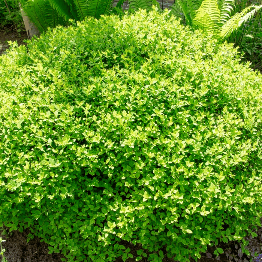 Spiraea japonica Shirobana K2 - Japán gyöngyvessző
