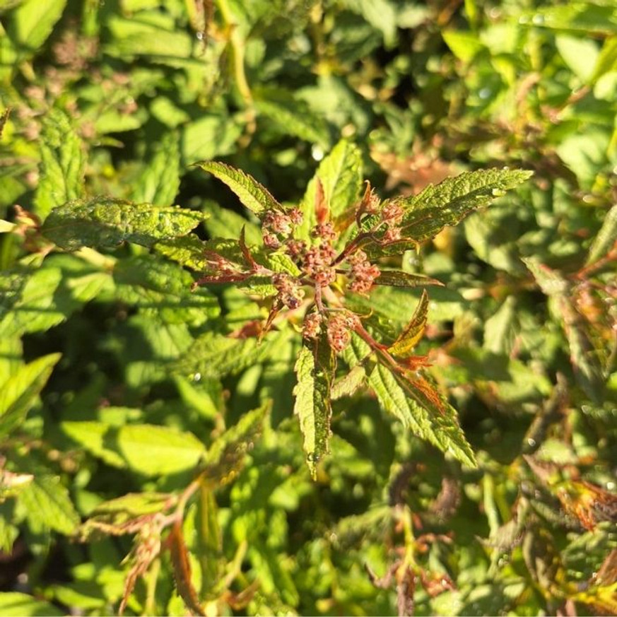 Spiraea japonica Shirobana K2 - Japán gyöngyvessző