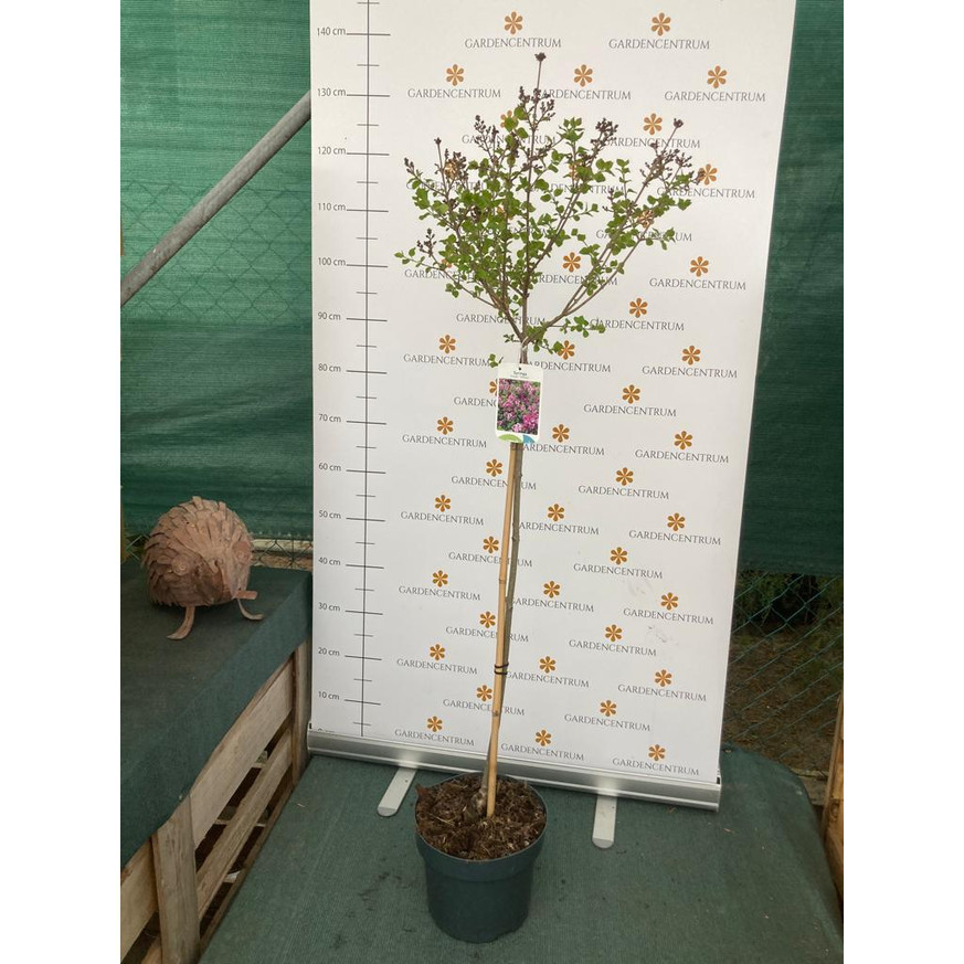 Syringa meyeri Palibin MT60 - Törpe orgona fa