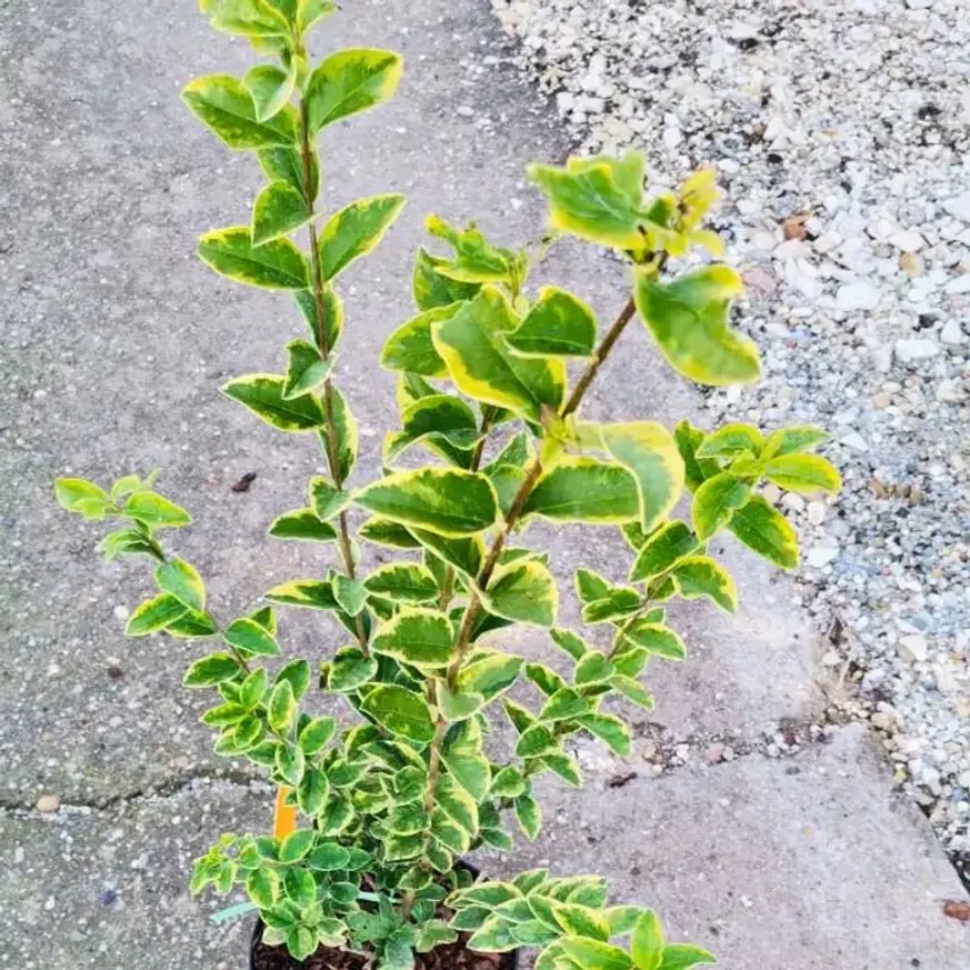 Ligustrum ovalifolium - Tarkalevelű fagyal