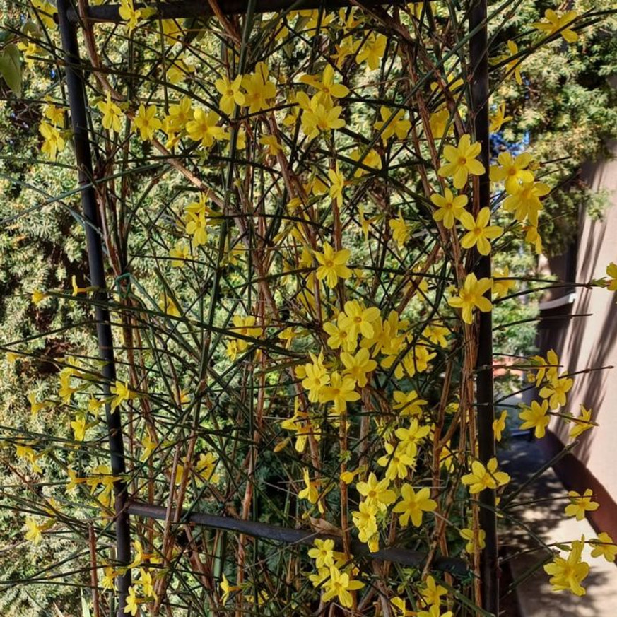 Jasminum nudiflorum K2 - Téli jázmin