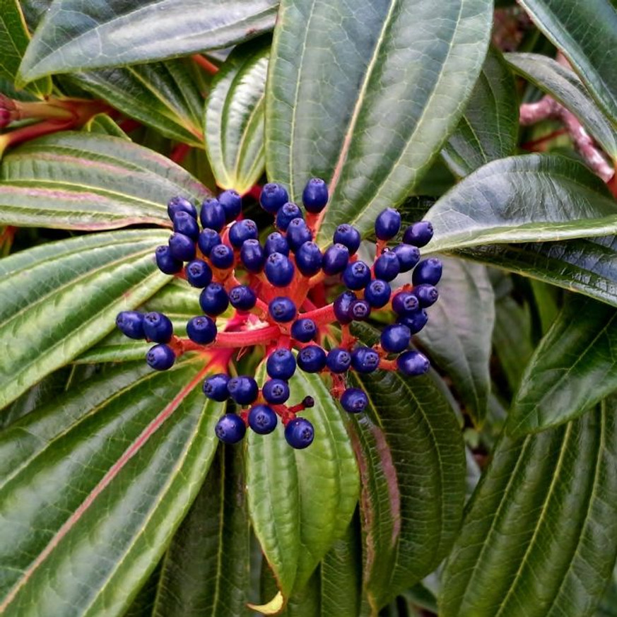 Viburnum davidii K2 - Örökzöld törpe bangita