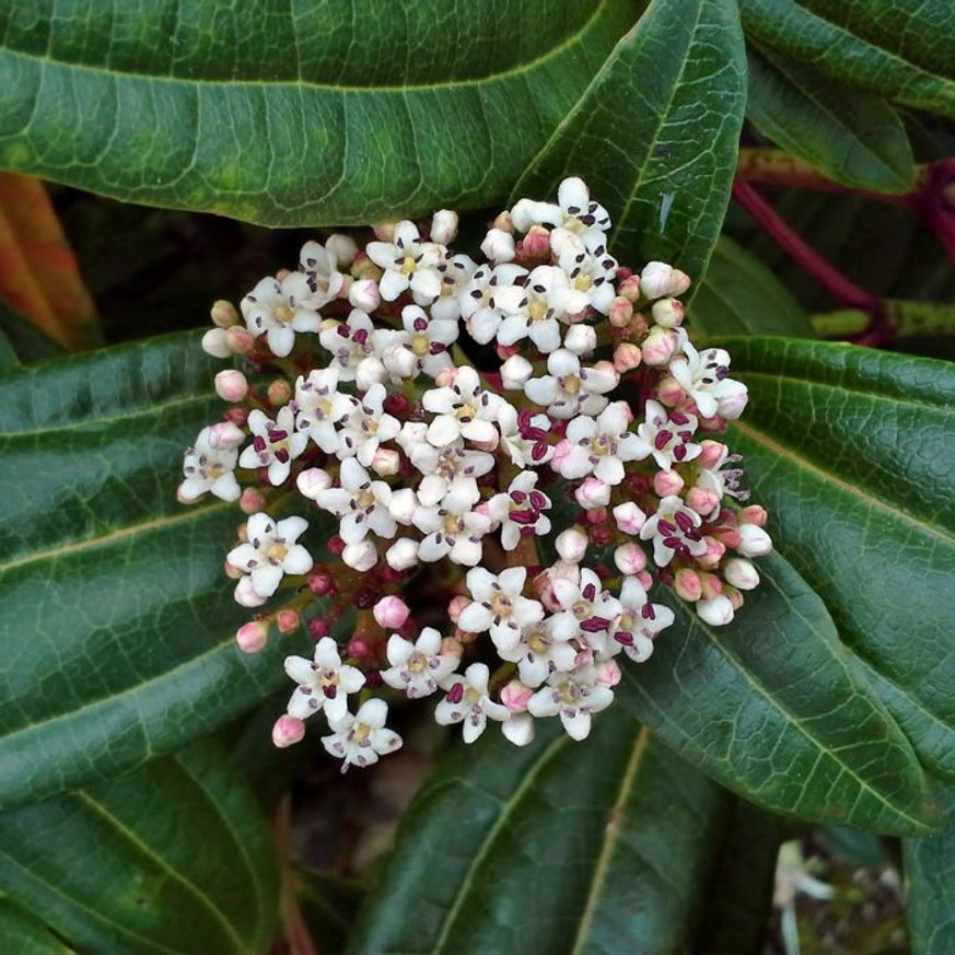 Viburnum davidii K2 - Örökzöld törpe bangita