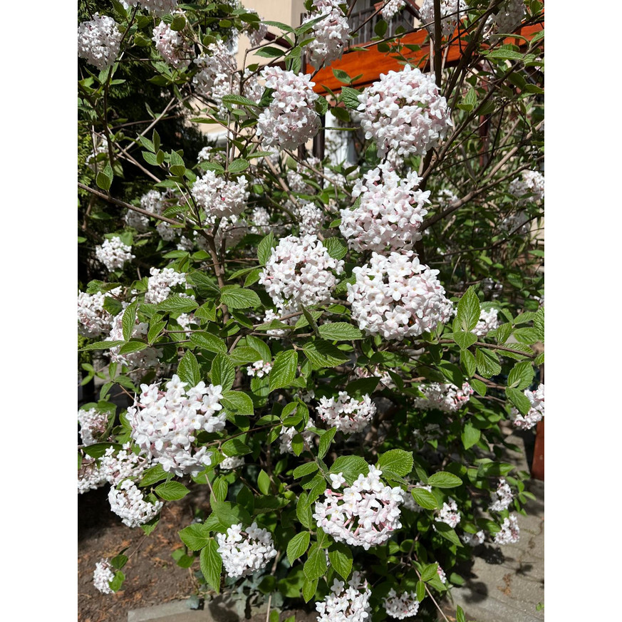 Viburnum carlcephalum - Illatos bangita