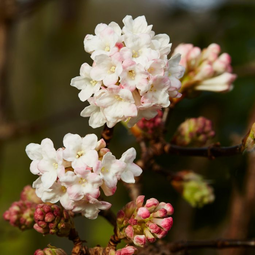 Viburnum bodnantense Charles Lamont K2 - Kikeleti bangita