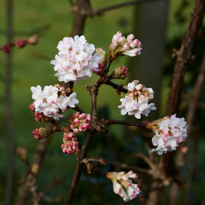 Viburnum bodnantense Charles Lamont K2 - Kikeleti bangita Viburnum bodnantense Charles Lamont K2 - Kikeleti bangita