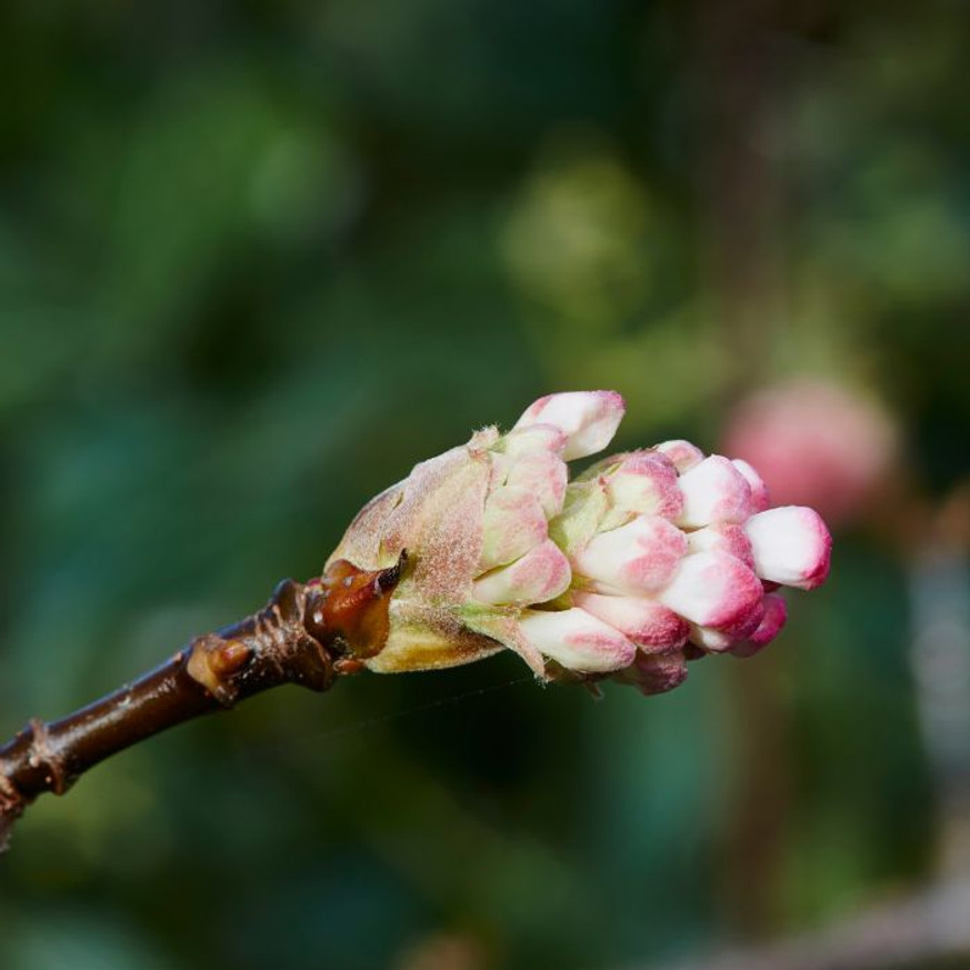 Viburnum bodnantense Charles Lamont K2 - Kikeleti bangita Viburnum bodnantense Charles Lamont K2 - Kikeleti bangita
